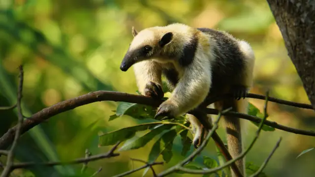 The Osa Peninsula: <br><b>From Corcovado National Park to Golfo Dulce</b>