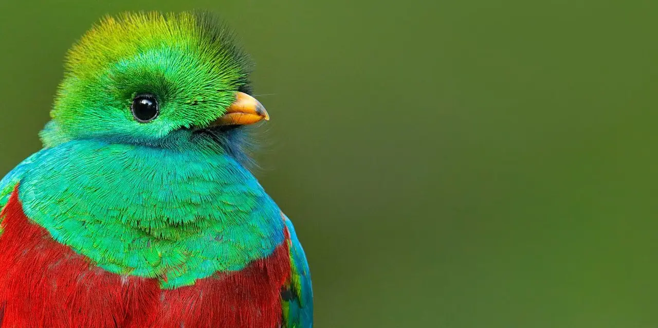 voyage ornithologique costa rica 