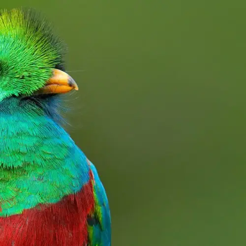 <b>Birdwatching Trip </b><br>Discovering the Birds of Costa Rica