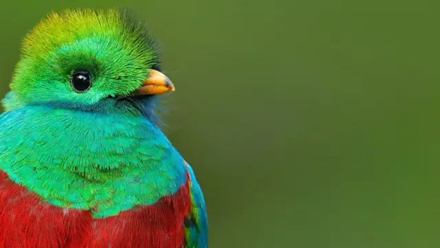 <b>Birdwatching Trip </b><br>Discovering the Birds of Costa Rica