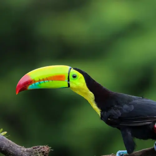 <b>Costa Rica esentials tour</b><br> Easy cancellation: Travel with peace of mind