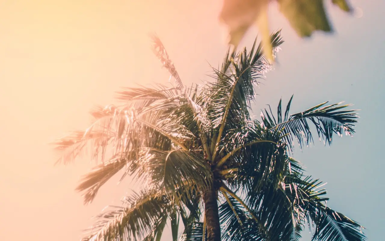 palmtree