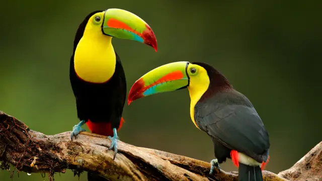 Explore Costa Rica at Your Own Pace—A Comprehensive and Authentic Self-Drive Tour