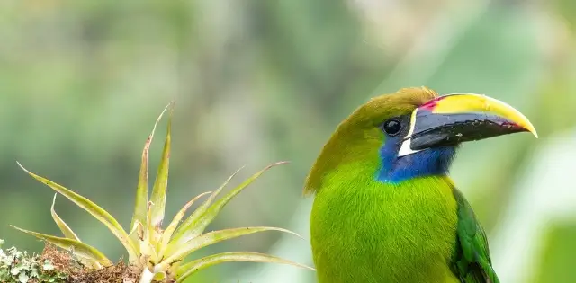 Travel to Costa Rica to better understand and protect biodiversity