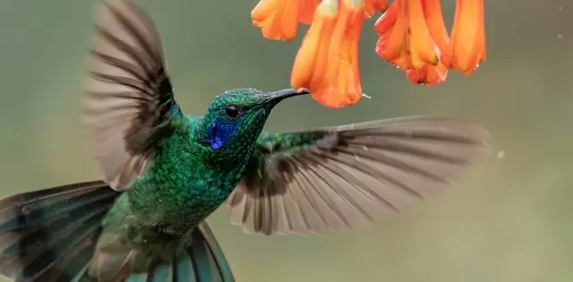 The Charter for Responsible Travelers in Costa Rica