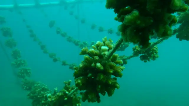 DONATION CAMPAIGN: Protecting Costa Rica&rsquo;s Coral Reefs