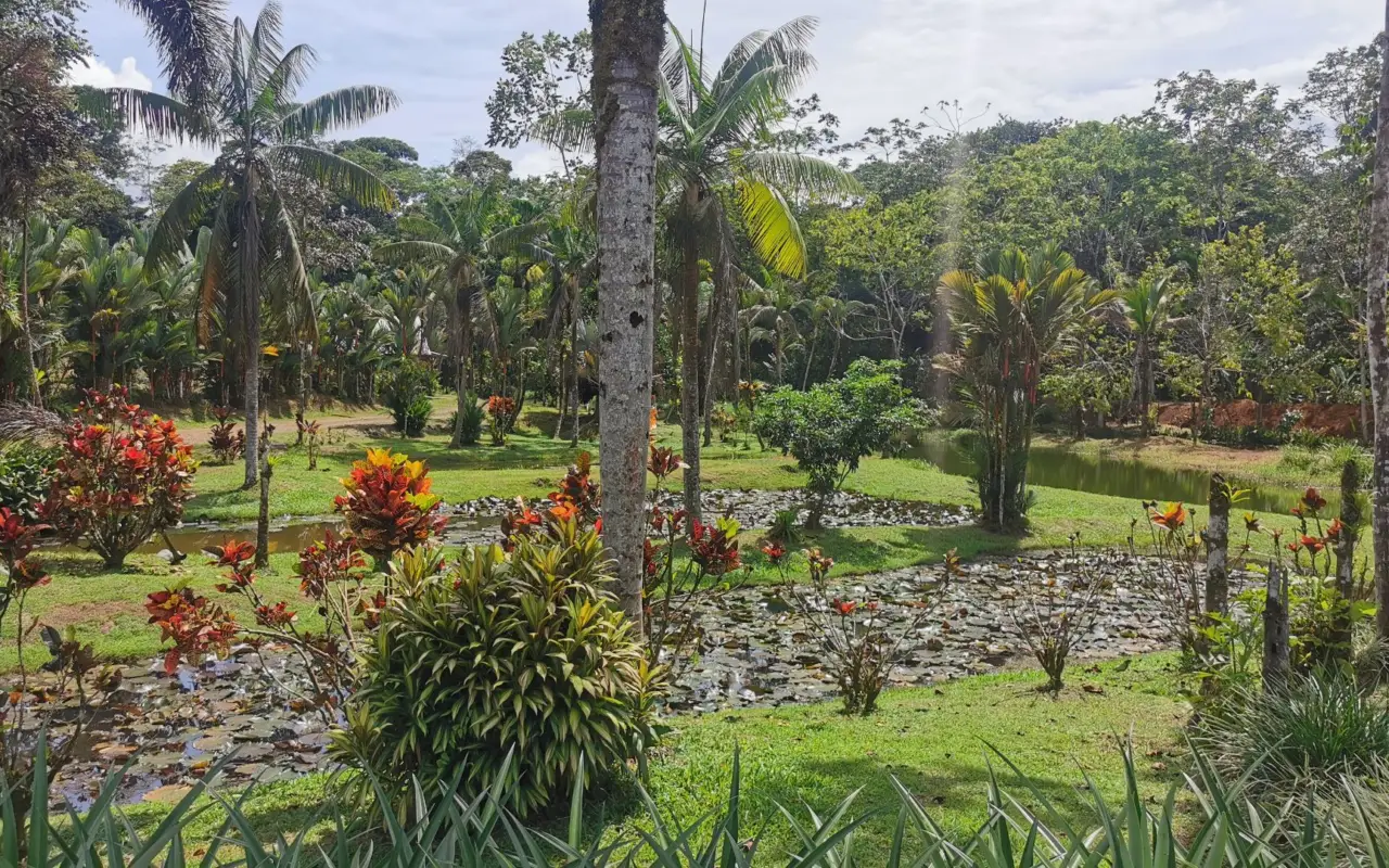 Reserve-Sarapiqui-Typique-Finca-Ananas-Organique