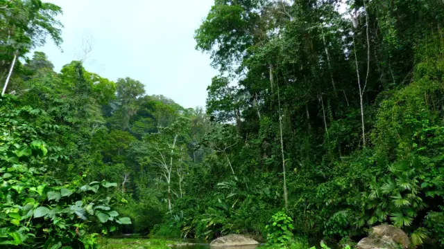 I tried a survival course in the Costa Rican jungle