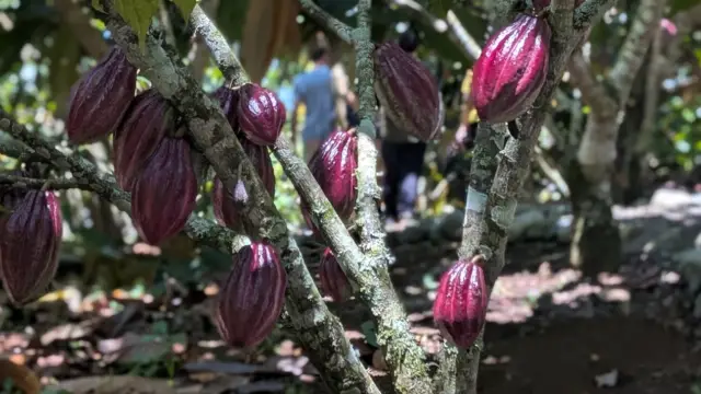 Discovering Costa Rican Cacao
