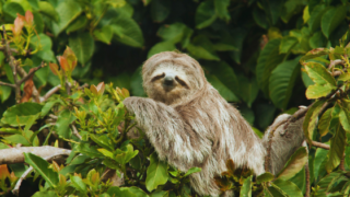 NGOs in Costa Rica: What if your trip could make a difference?