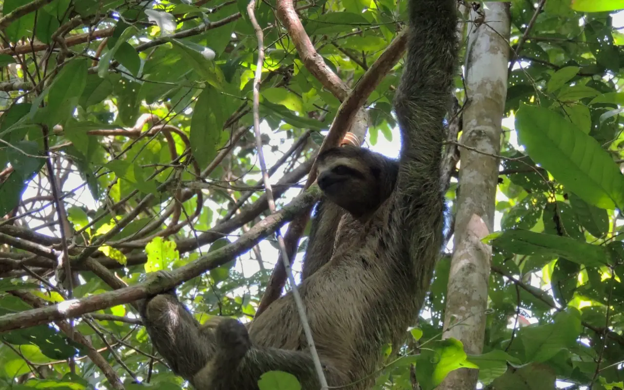 Paresseux au costa rica Forêt 