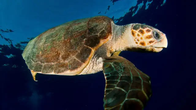 Leatherback Turtles: An Exceptional Species in Costa Rica That Needs to Be Protected!