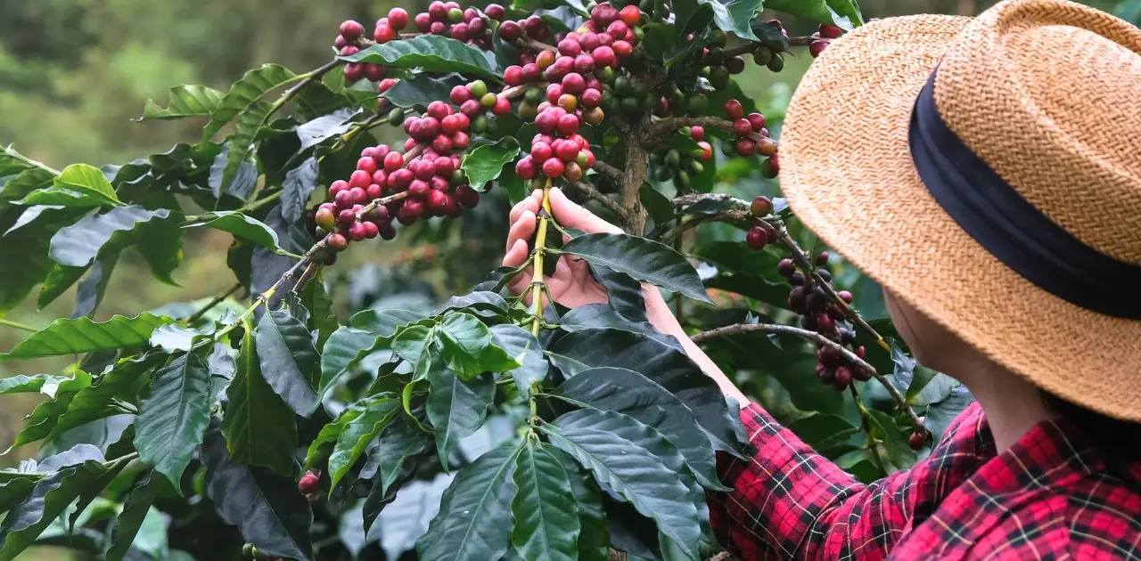 Découvrir le Costa Rica rural à travers 5 expériences locales