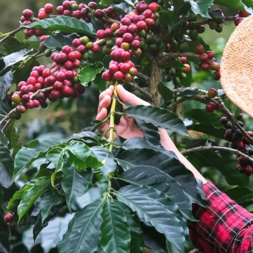 Discover Rural Costa Rica Through 5 Local Experiences